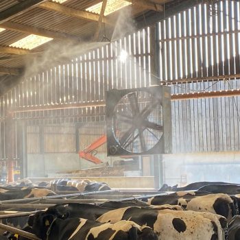 Cattle And Dairy Farm Misting