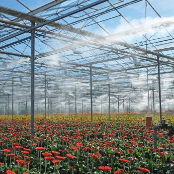 Greenhouse Misting