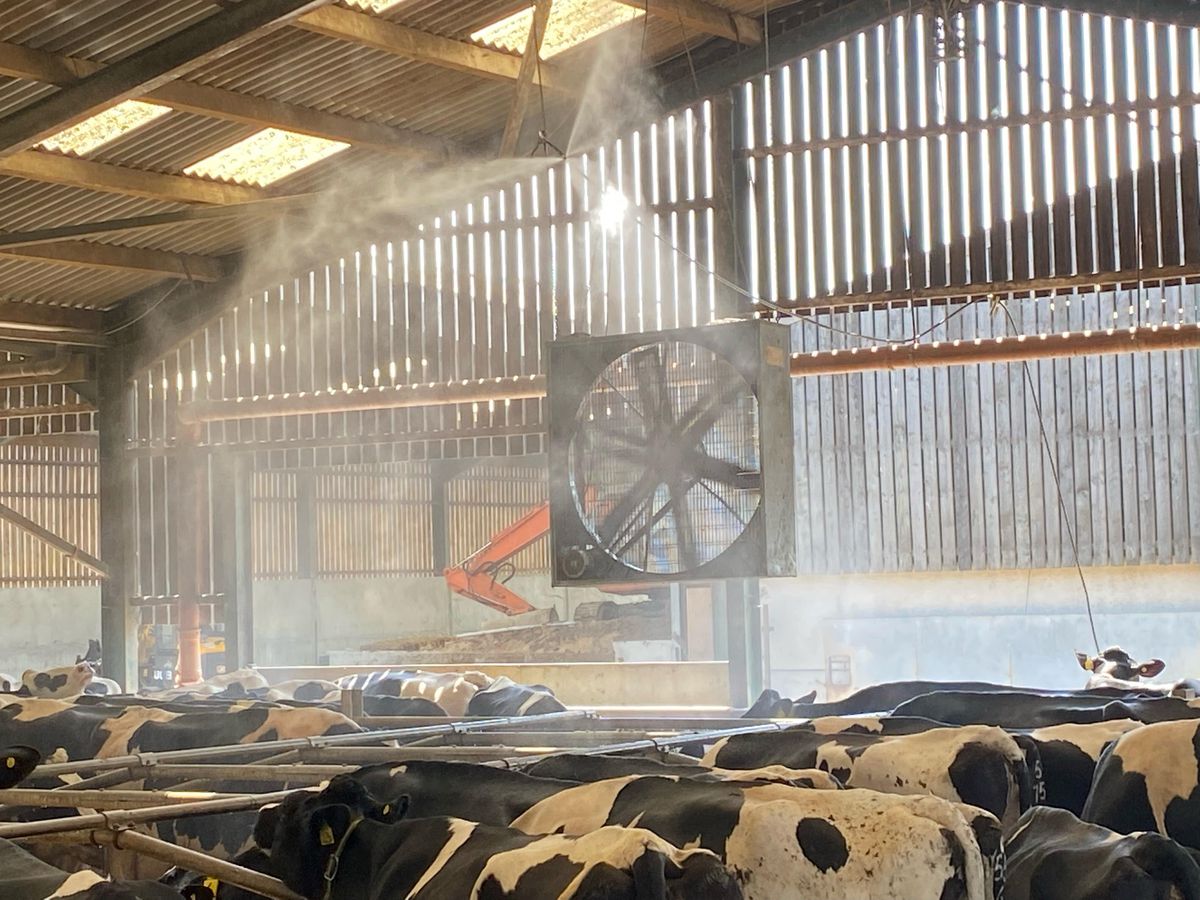 Cattle And Dairy Farm Misting